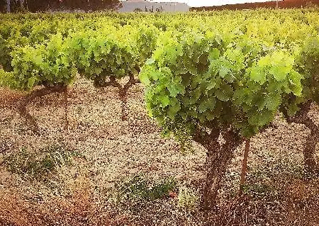 Hotel De La Petite Hutte Codolet